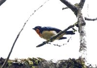 Orange-throated Tanager - Wetmorethraupis sterrhopteron