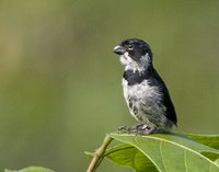 Variable Seedeater - Sporophila corvina