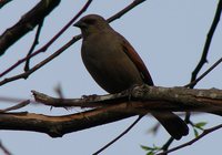 Bay-winged Cowbird - Molothrus badius