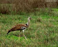 Kori Bustard