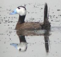 White-headed Duck