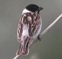 Common Reed Bunting