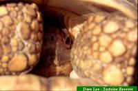 Leopard Tortoise, Geochelone pardalis babcocki