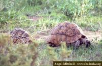 Leopard Tortoise, Geochelone pardalis babcocki