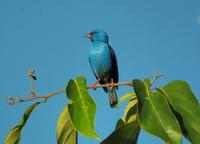 Blue Dacnis  