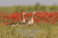 Greylag Goose ( Anser anser ) in poppy field stock photo