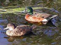 Chestnut Teal