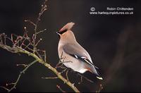 Waxwing Bombicilla garrulus adult Norwich Norfolk 1991 3x5 10 crs