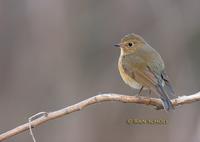 Red-flanked bluetail C20D 02732.jpg