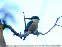 Sacred Kingfisher