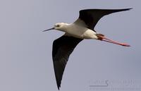 styltel�per / black-winged stilt (Himantopus himantopus)