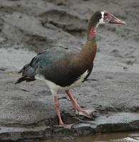 Spur-winged Goose p.36