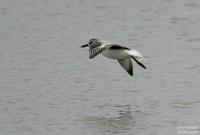 개꿩(Pluvialis squatarola) (Black-bellied Plover(Grey Plover))