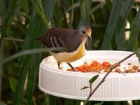 Golden-heart Dove