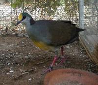 Celebes Quail Dove Young female Gallicolumba tristigmata