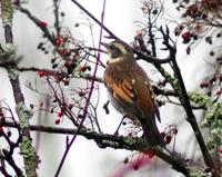 Dusky Thrush (Turdus naumanni eunomus)