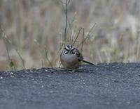 Rock Bunting (Emberiza cia)