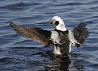 Long-tailed duck (Clangula hyemalis)