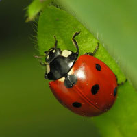 7 Spot Ladybird