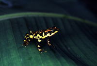 : Atelopus varius; Harlequin Frog