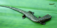 : Bolitoglossa engelhardti