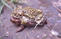 : Bufo viridis; Green Toad