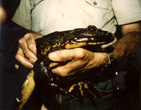 : Conraua goliath; Goliath Frog