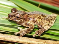 : Dendropsophus seniculus