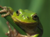 : Hyla intermedia