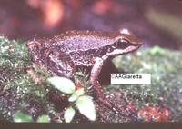 : Hylodes phyllodes