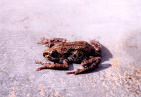 : Kassina maculosa