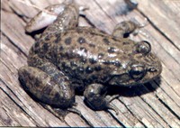 : Paa hazarensis; Hazara Frog