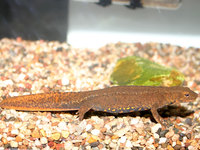 : Paramesotriton hongkongensis; Hong Kong Warty Newt
