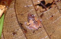 : Philautus cuspis