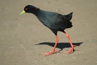 : Amaurornis flavirostris; Black Crake