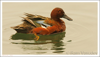 : Anas cyanoptera; Cinnamon Teal