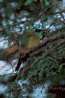 : Motmotus momota; Blue Crowned Motmot