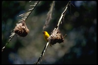 : Ploceus subaureus; African Golden-weaver