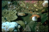 : Myripristis murdjan; Pinecone Soldierfish