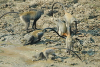 : Papio cynocephalus cynocephalus; Yellow Baboon