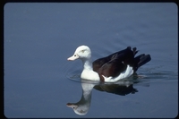 : Tadorna radjah; Radjah Shelduck