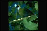 : Tauraco leucolophus; White-crested Turaco