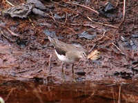 : Tringa solitaria; Solitary Sandpiper