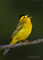 : Wilsonia pusilla; Wilson's Warbler