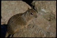 : Spermophilus sp.; Ground Squirrel