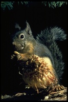 : Tamiasciurus douglasii; Chickaree Or Douglas' Squirrel