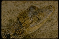 : Caiman crocodilus; Common Caiman