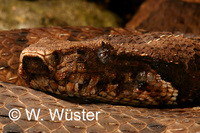 : Candoia aspera; New Guinea Ground Boa