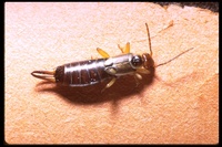 : Forficula auricularia; Earwig