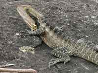 : Physignathus lesueurii; Eastern Water Dragon